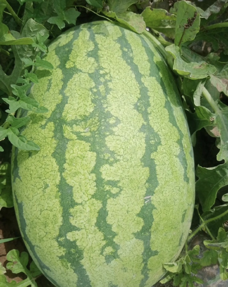 新疆金城5号大量有货现摘现发新鲜可视频看货