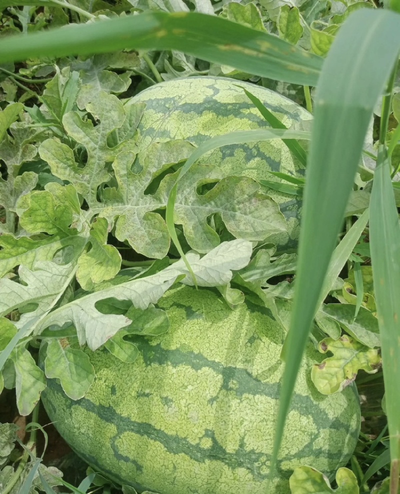 新疆金城5号大量有货现摘现发新鲜可视频看货