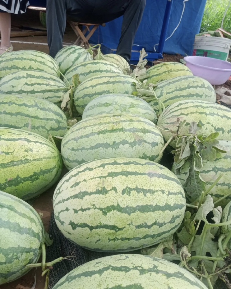 新疆金城5号大量有货现摘现发新鲜可视频看货