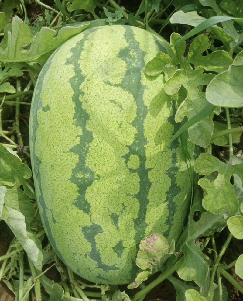 新疆金城5号大量有货现摘现发新鲜可视频看货