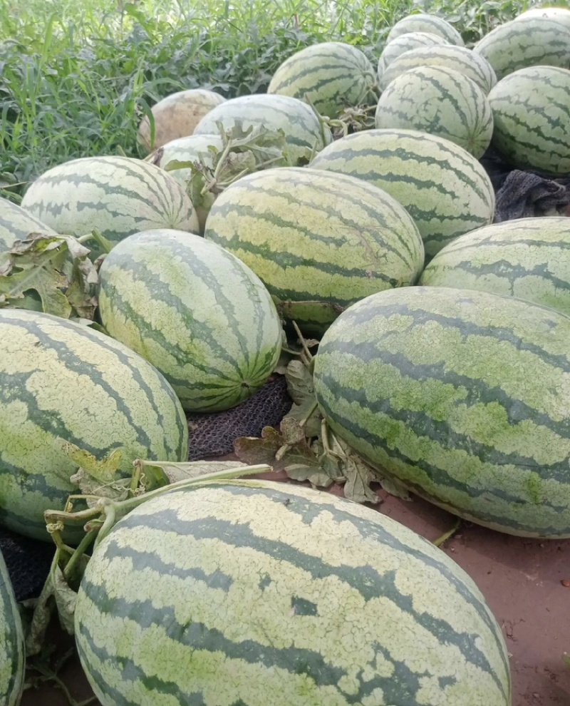 新疆金城5号大量有货现摘现发新鲜可视频看货