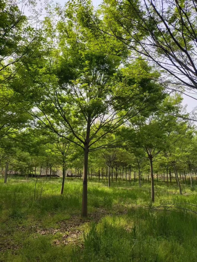 榉树