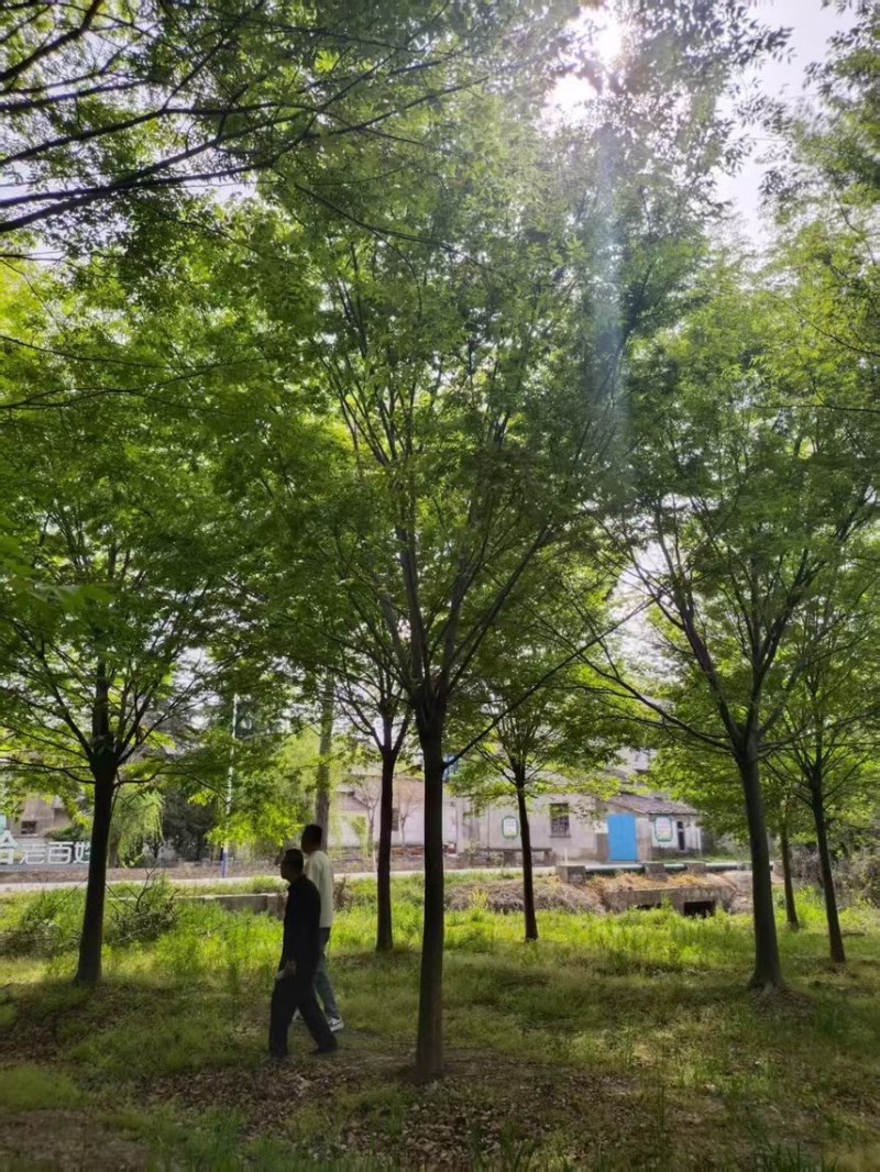 榉树
