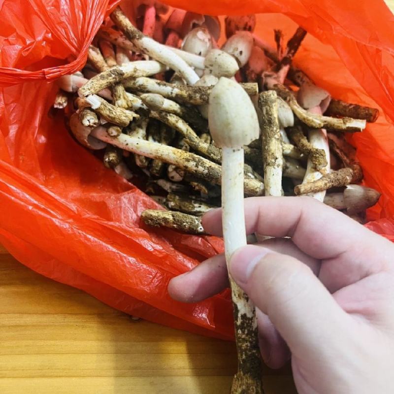 新鲜荔枝菌！头啖鲜价钱随行就市非诚勿扰！