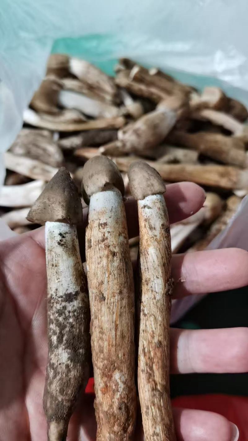 新鲜荔枝菌！头啖鲜价钱随行就市非诚勿扰！