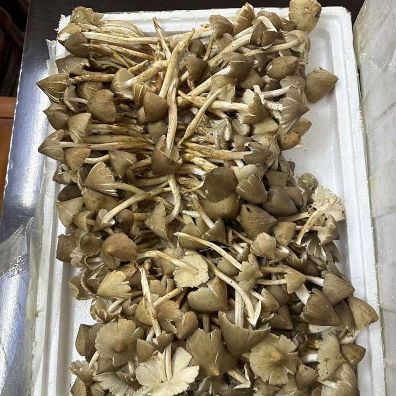 新鲜荔枝菌！头啖鲜价钱随行就市非诚勿扰！