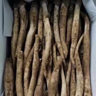 新鲜荔枝菌！头啖鲜价钱随行就市非诚勿扰！