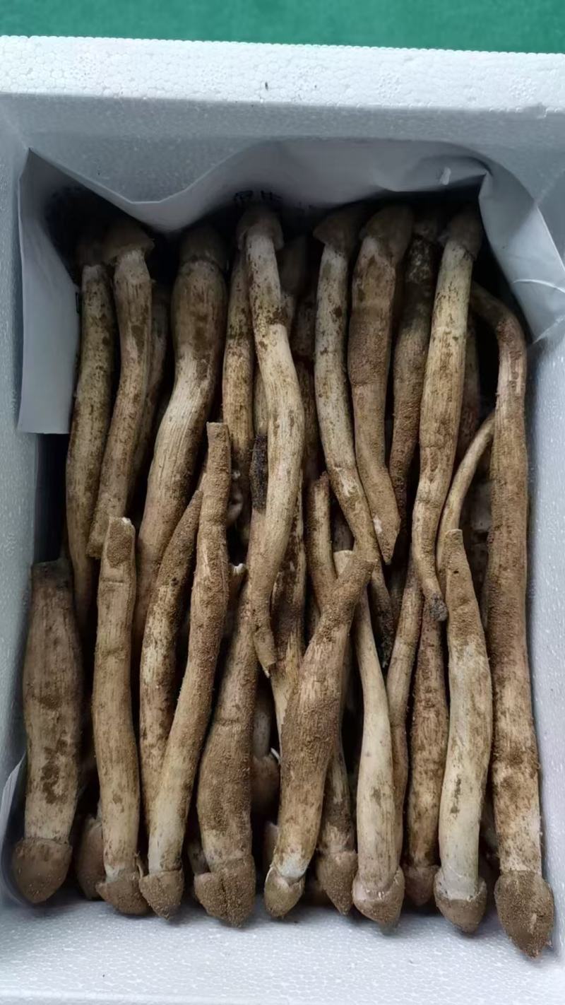 新鲜荔枝菌！头啖鲜价钱随行就市非诚勿扰！
