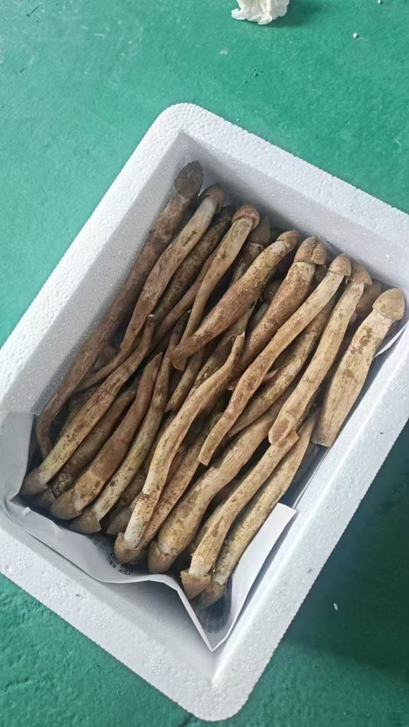 新鲜荔枝菌！头啖鲜价钱随行就市非诚勿扰！