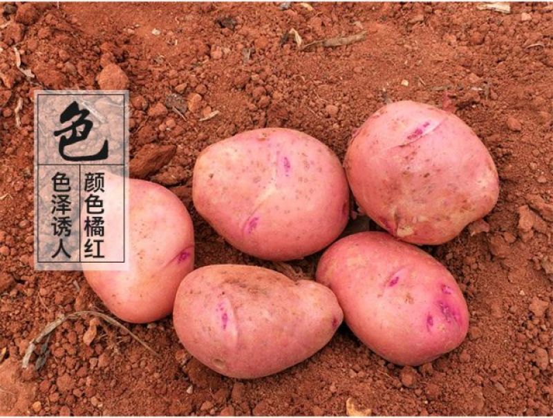 有机红皮黄心土豆，香糯，富硒江水灌溉而出.品质决定价格