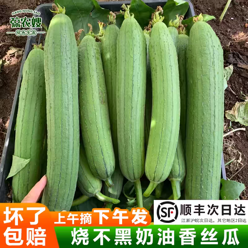湖北油皮丝瓜有量，欢迎到产地考核，保质保量，欢迎订购。