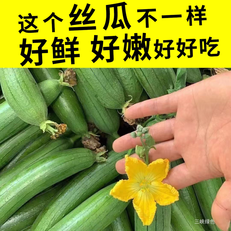 湖北油皮丝瓜有量，欢迎到产地考核，保质保量，欢迎订购。