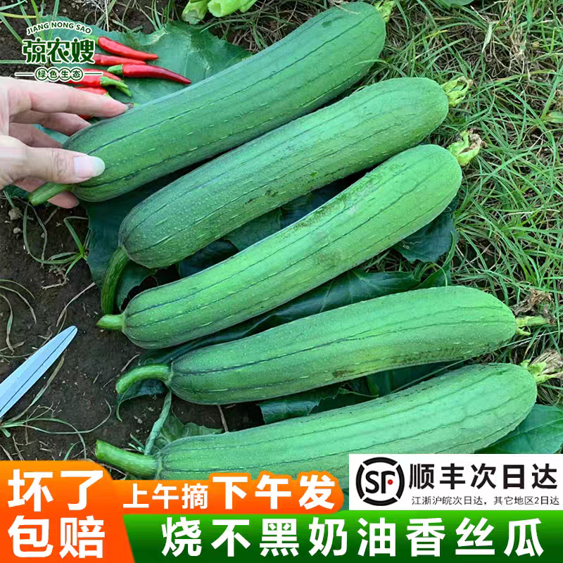 湖北油皮丝瓜有量，欢迎到产地考核，保质保量，欢迎订购。