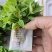 黄柏苗，正宗的大叶厚皮川黄柏苗，基地直发，品质保证