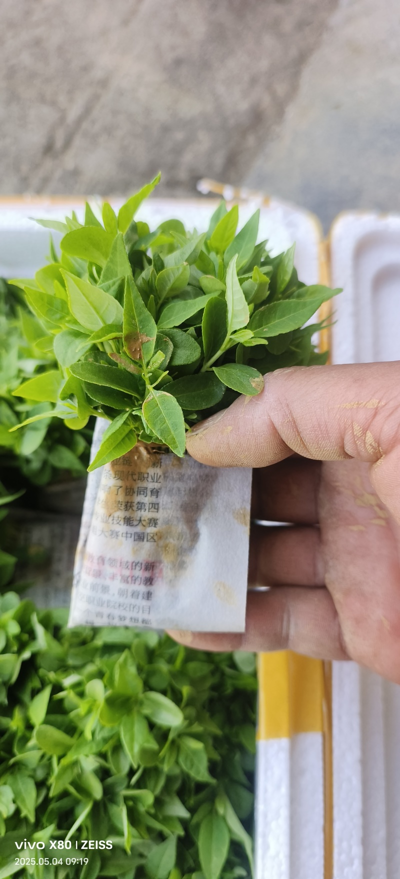 黄柏苗，正宗的大叶厚皮川黄柏苗，基地直发，品质保证