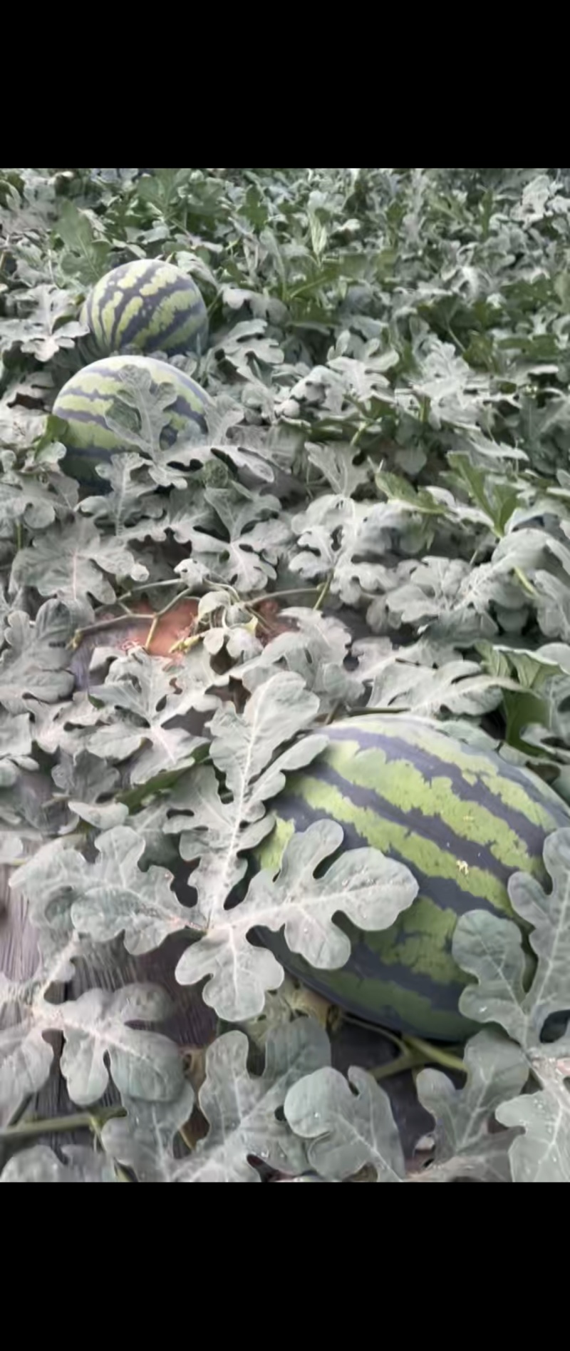 陕西甜王吊篮西瓜四K美都