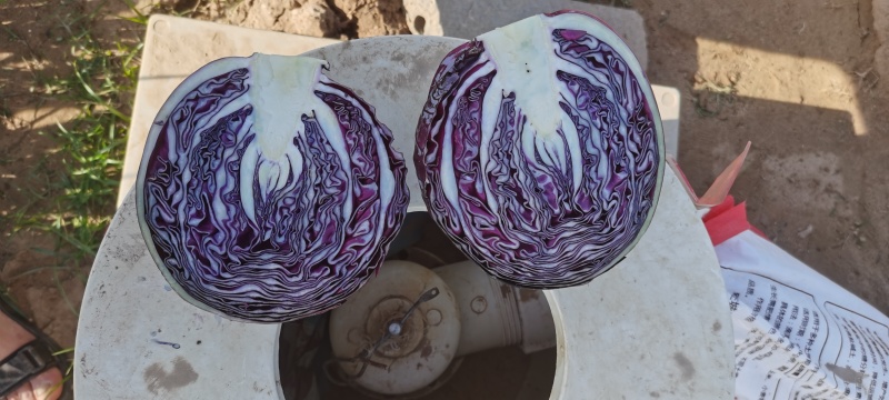 紫甘蓝