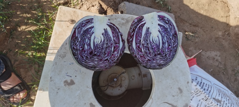 紫甘蓝