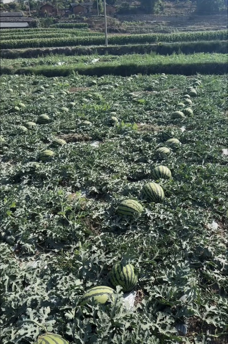 美都西瓜精品美都大量上市新鲜货源产地直供