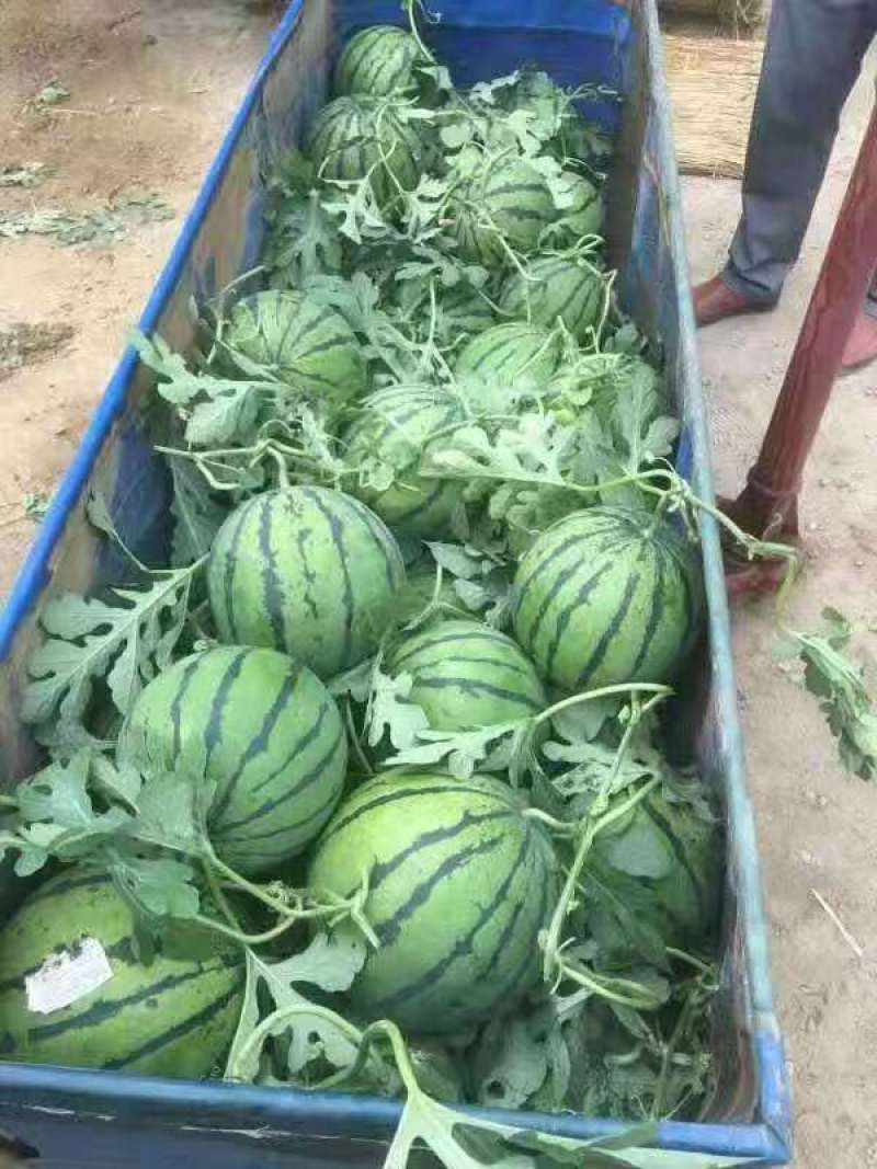 山东甜王西瓜大量上市，果型均匀，口感甜，包熟，可代发