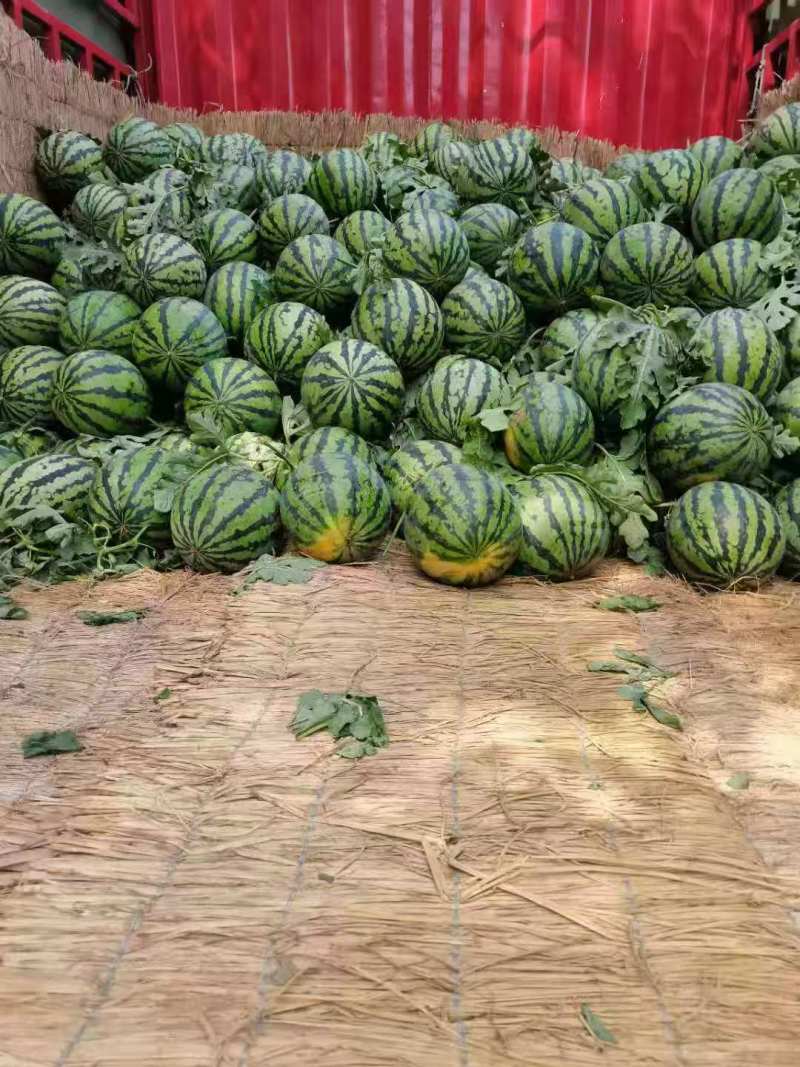 山东甜王西瓜大量上市，果型均匀，口感甜，包熟，可代发
