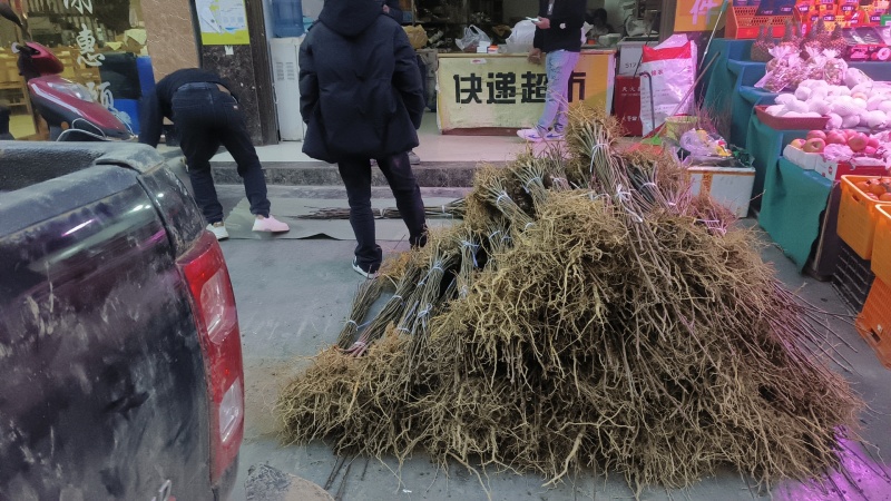黄柏苗。正宗的川黄柏苗