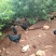 生态桃园散养盐津乌鸡