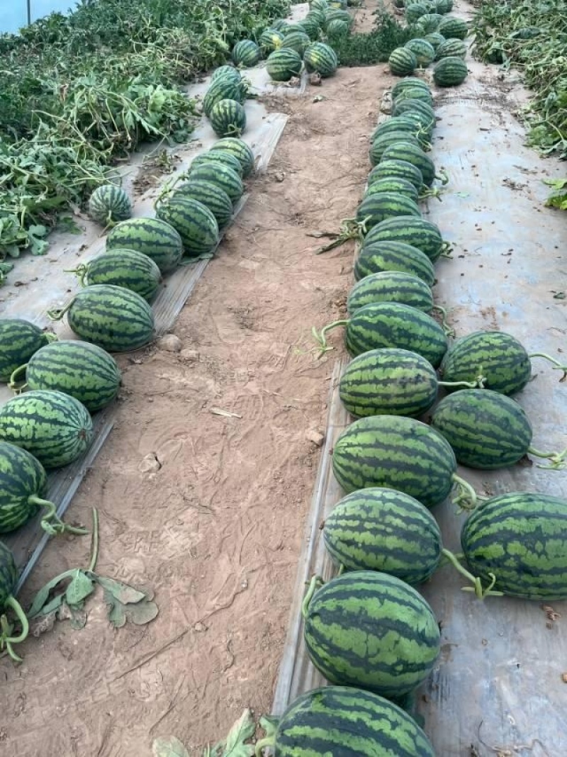 【精选】甘美4k西瓜无籽西瓜基地直发保质保量全国发货