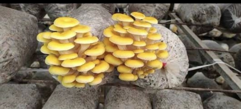 榆黄蘑干货，陕西宝鸡20万棒
