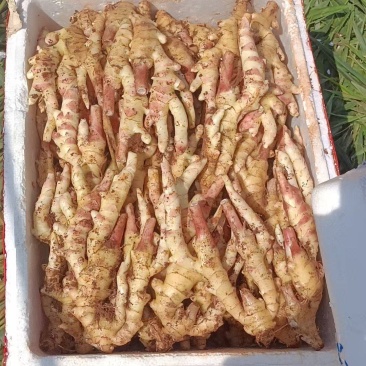 红牙板姜