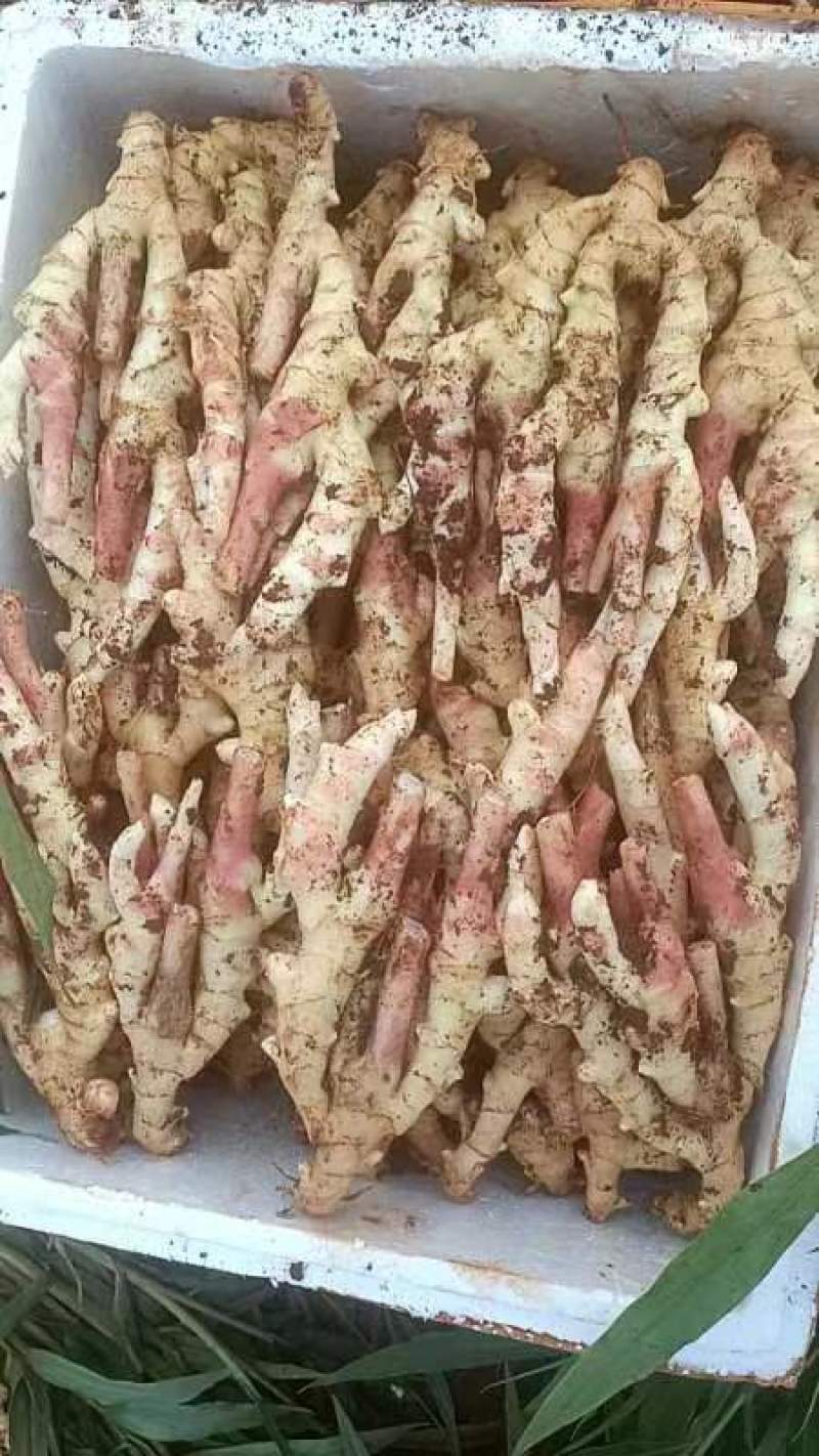 红牙板姜
