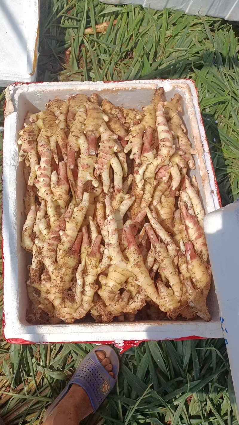 红牙板姜