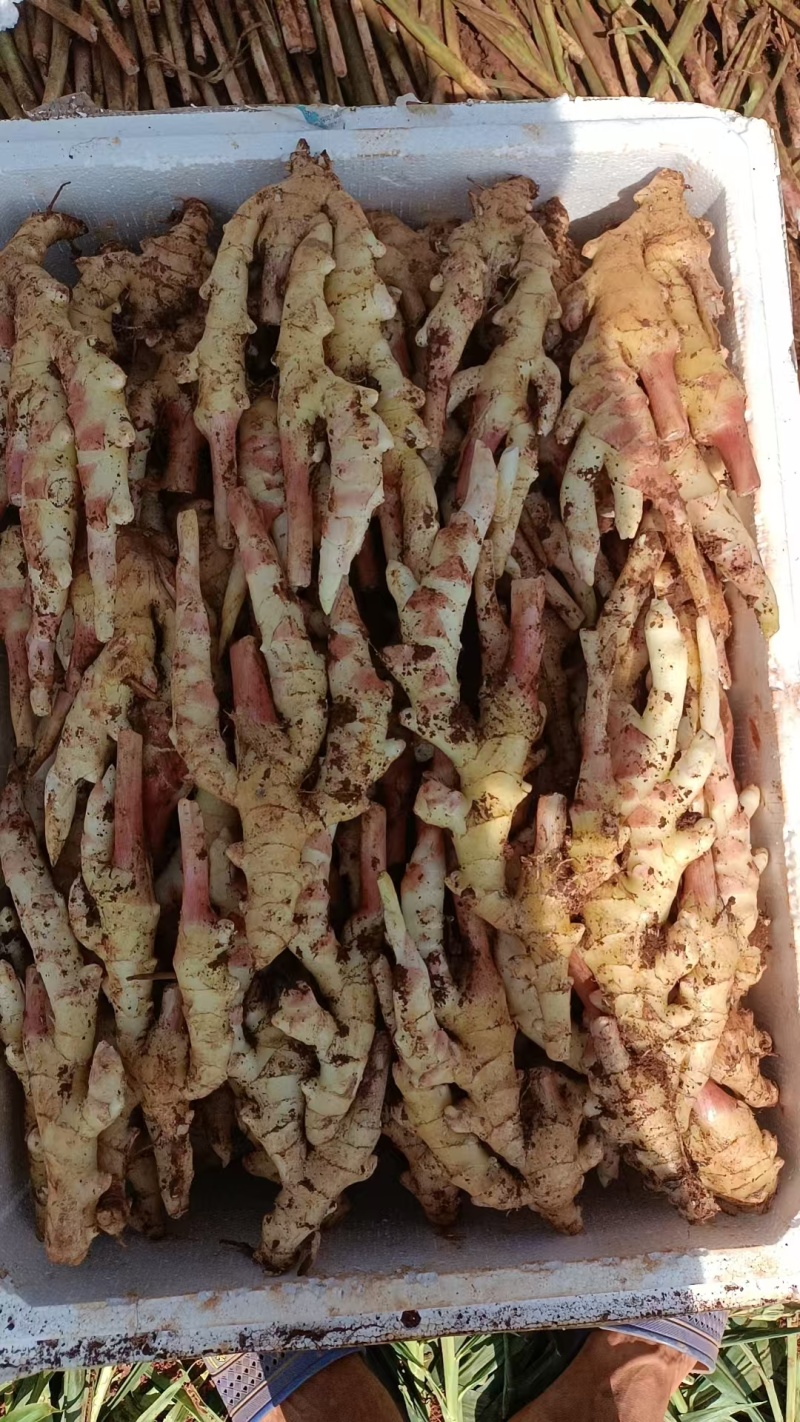 红牙板姜