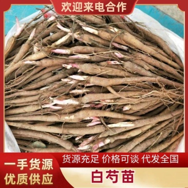 预售白芍苗两年苗大量有货运费到付10000颗起