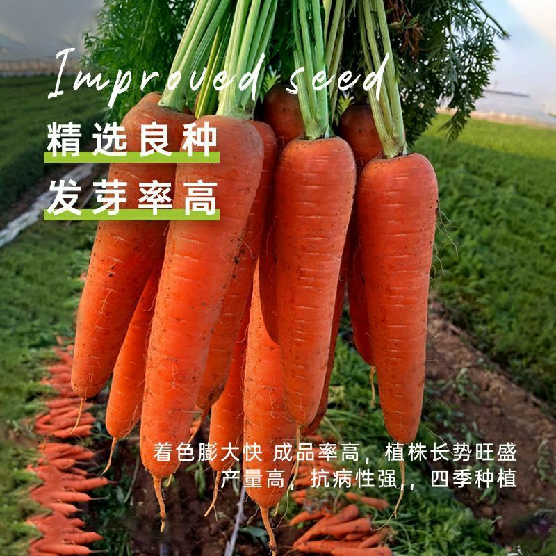 红冠七寸参胡萝卜种子生吃红萝卜胡萝卜种子脆甜秋季蔬菜种孑