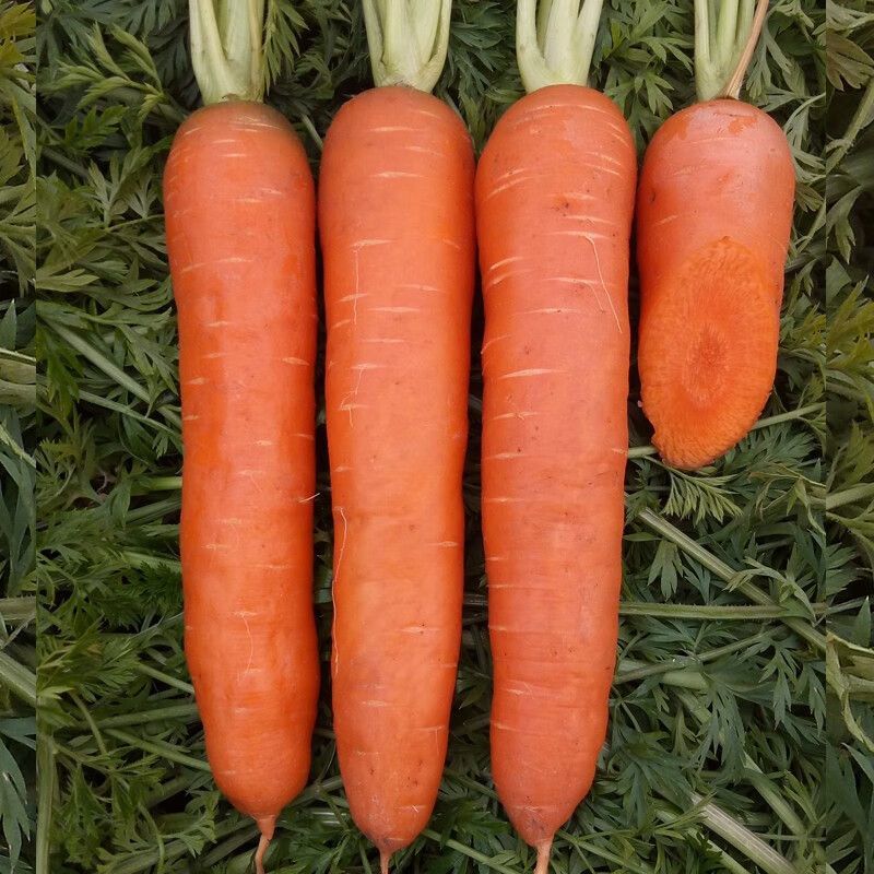 红冠七寸参胡萝卜种子生吃红萝卜胡萝卜种子脆甜秋季蔬菜种孑