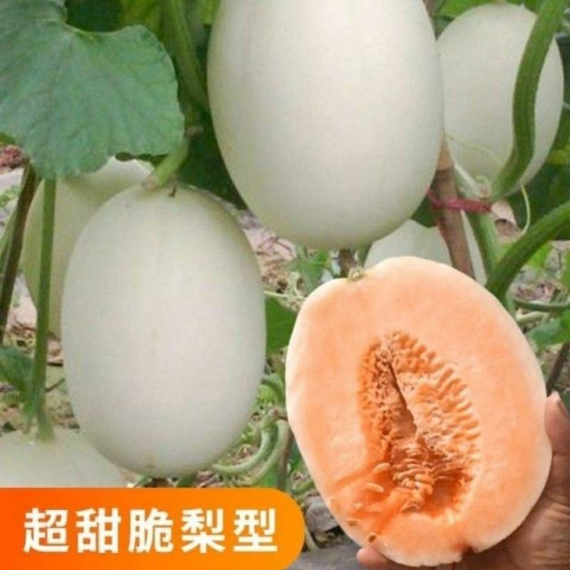 红肉脆梨精品甜瓜，产地直发，全国供货，可对接电商商超