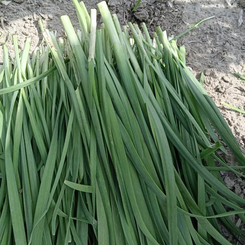 精品头刀大叶韭菜