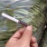 精品头刀大叶韭菜