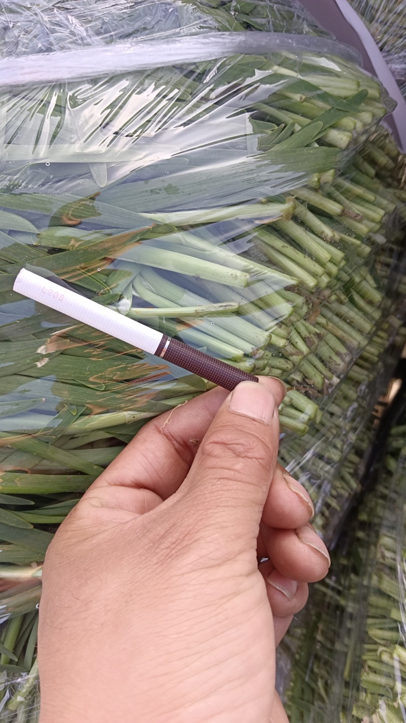 精品头刀大叶韭菜