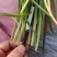 精品头刀大叶韭菜