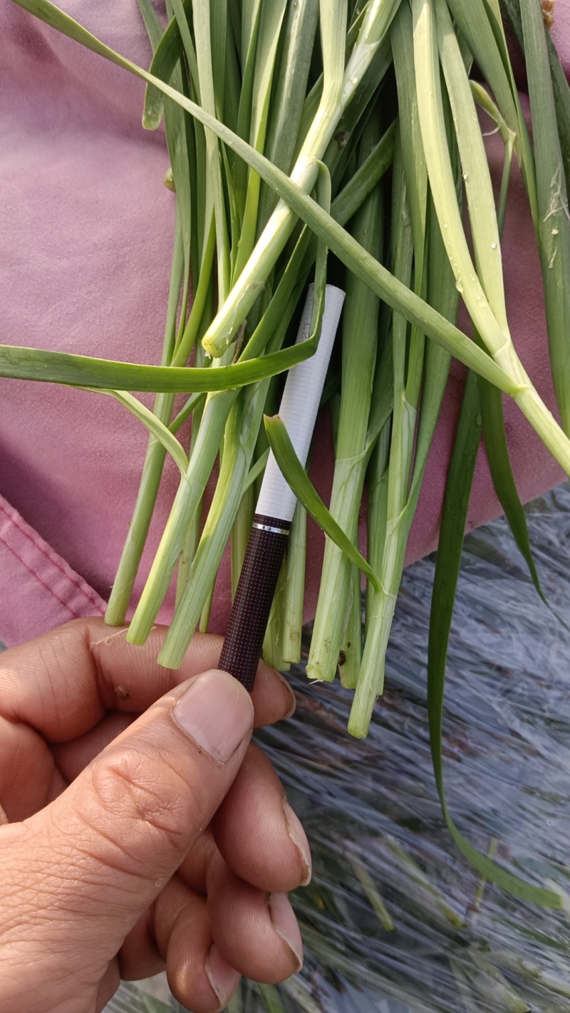 精品头刀大叶韭菜