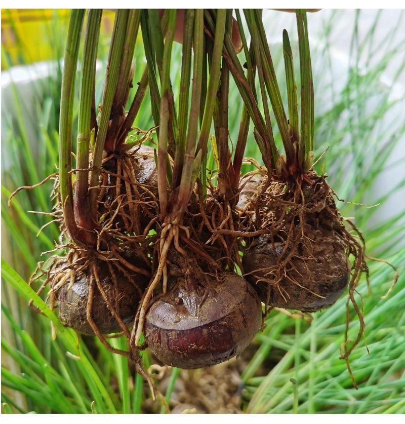 广西马蹄桂蹄3号二代组培苗好品好种金奖水果马蹄荸荠苗