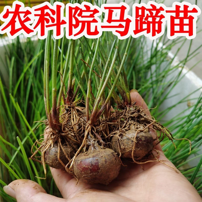 广西马蹄桂蹄3号二代组培苗好品好种金奖水果马蹄荸荠苗