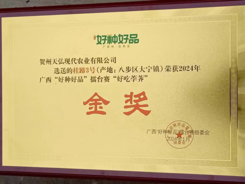 广西马蹄桂蹄3号二代组培苗好品好种金奖水果马蹄荸荠苗