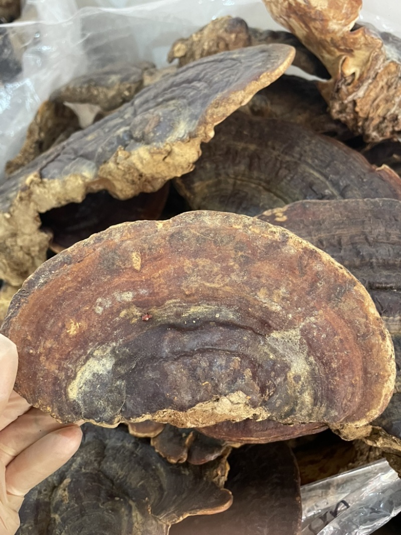 野生无柄赤灵芝红灵芝大小中规格大量供货稳定供货源