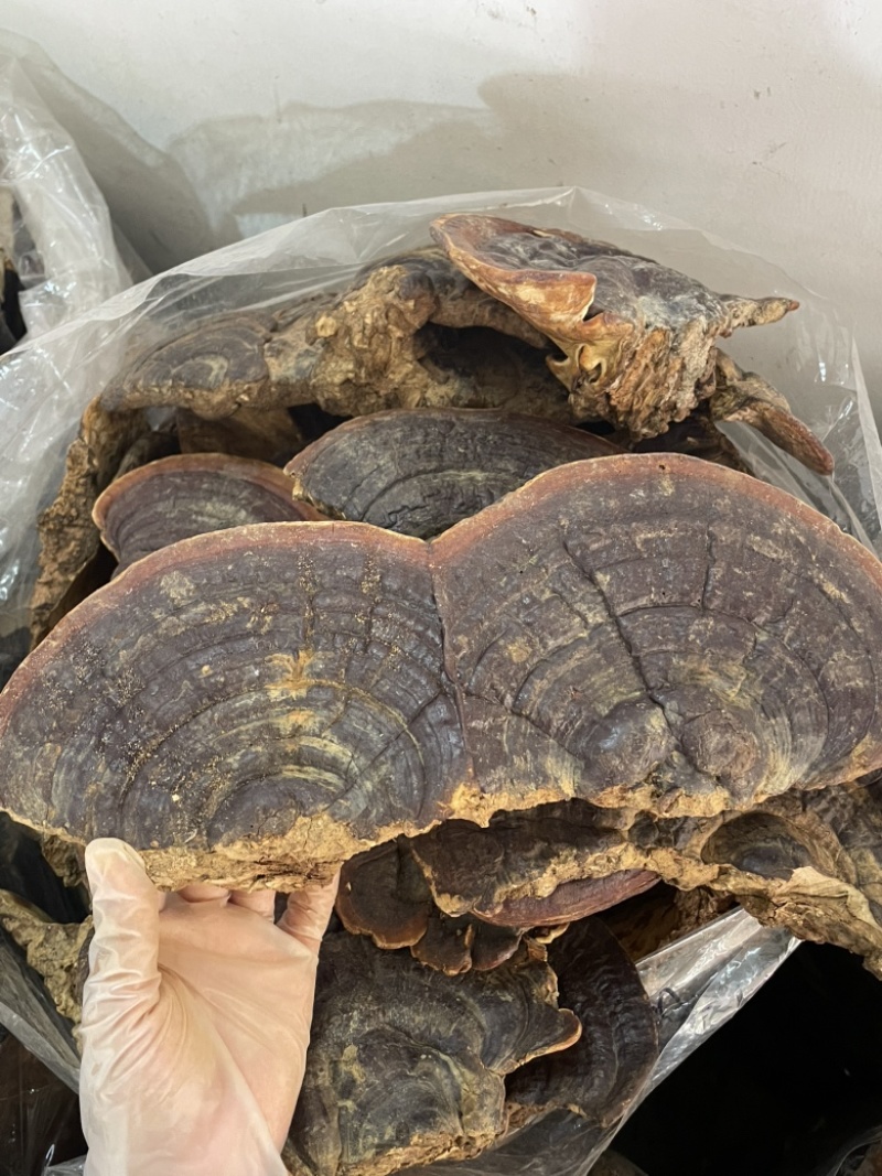 野生无柄赤灵芝红灵芝大小中规格大量供货稳定供货源