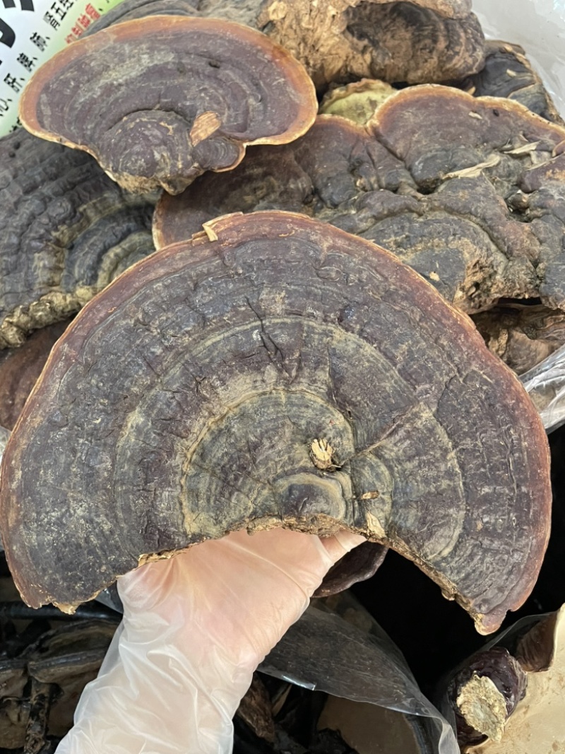 野生无柄赤灵芝红灵芝大小中规格大量供货稳定供货源