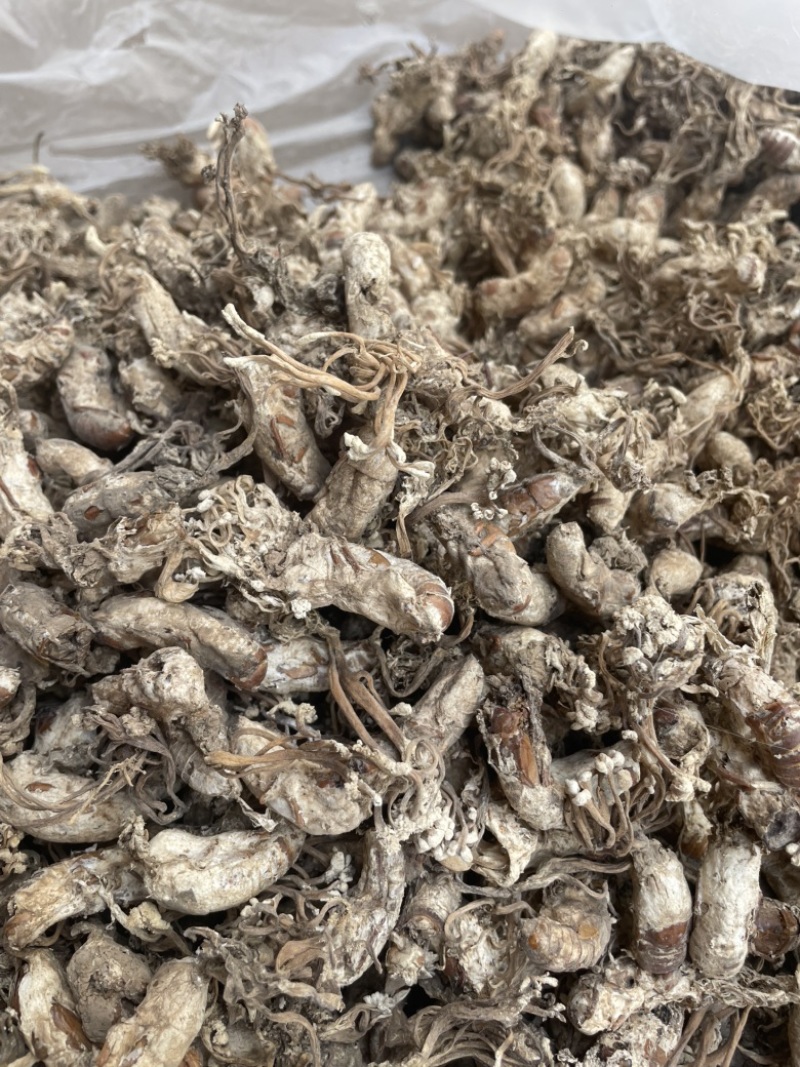 正品金蝉花新货蝉花知了壳色白饱满花多产地直发