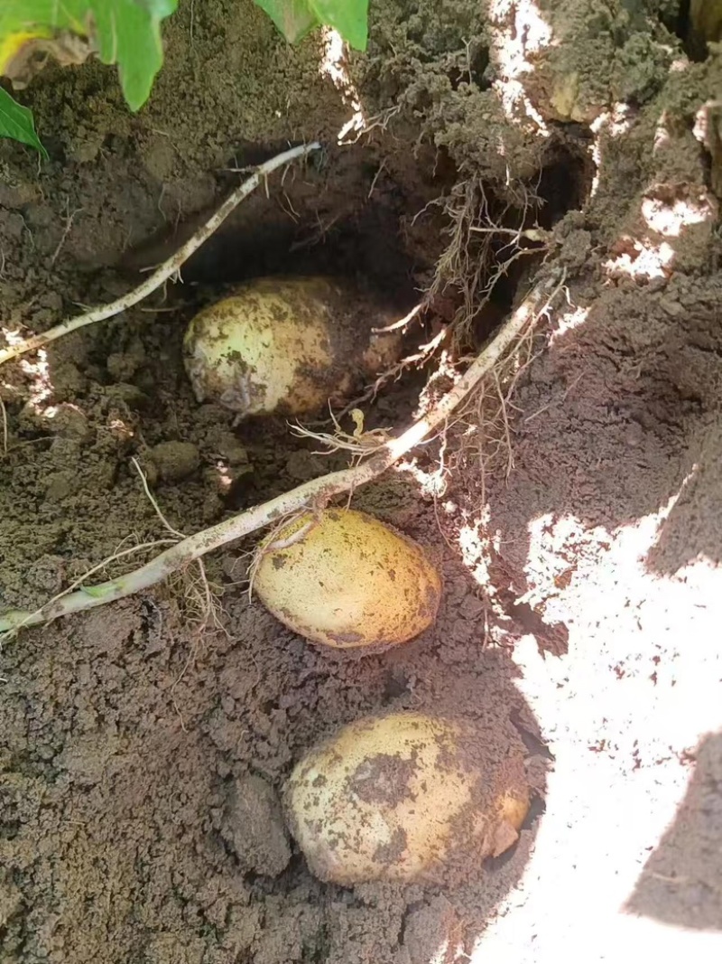 蔬菜速效营养液厂家直供资质齐全全国接单支持定制现场定方案技术